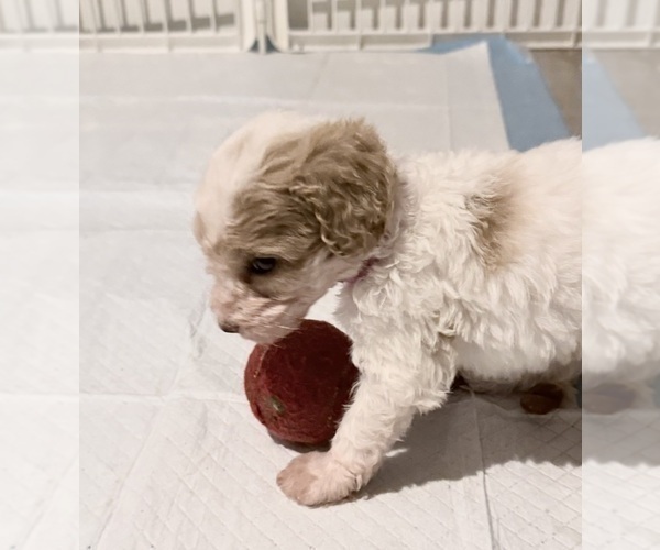 Medium Photo #20 Goldendoodle (Miniature) Puppy For Sale in ELBERT, CO, USA