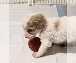 Small #19 Goldendoodle (Miniature)