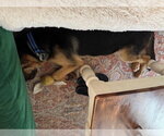 Small #4 German Shepherd Dog