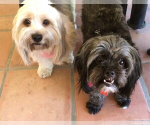 Havashu Dogs for adoption in Phoenix, AZ, USA