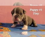 Small #3 English Bulldog