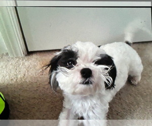 Father of the Malchi puppies born on 04/29/2025