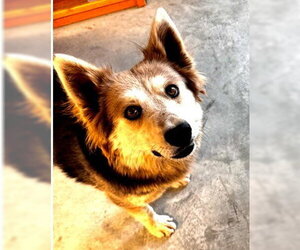 Mutt Dogs for adoption in Lake Forest, CA, USA