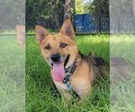 Small #1 German Shepherd Dog Mix