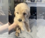 Small Photo #3 Goldendoodle Puppy For Sale in WAKE FOREST, NC, USA