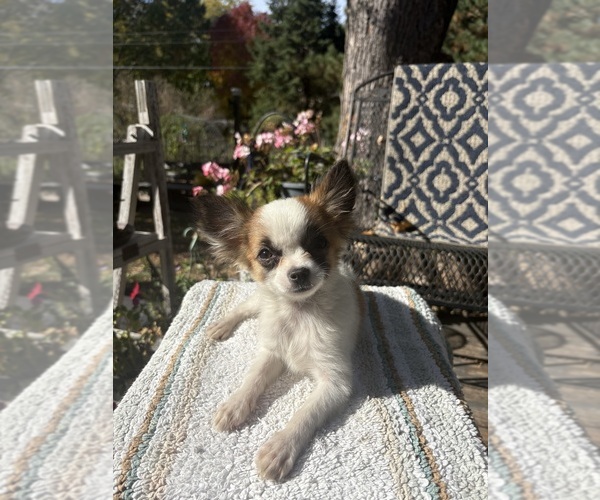 Medium Photo #1 Chihuahua Puppy For Sale in EAU CLAIRE, WI, USA