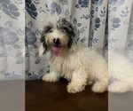 Small #3 Cavapoo-Poodle (Miniature) Mix