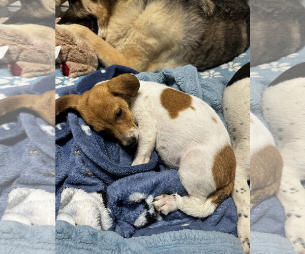 Medium Photo #2 Jack Russell Terrier-Parson Russell Terrier Mix Puppy For Sale in Ball Ground, GA, USA