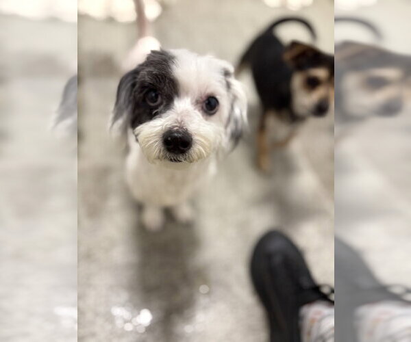 Medium Photo #2 Maltese Puppy For Sale in Studio City, CA, USA