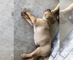 Small Photo #6 Bullmastiff-Cane Corso Mix Puppy For Sale in KILLEEN, TX, USA