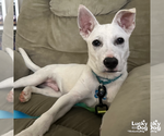Small #4 Labrador Retriever Mix