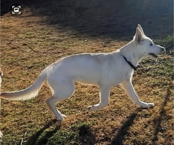 Medium Photo #3 Wolf Hybrid Puppy For Sale in MARTINSVILLE, IN, USA