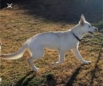 Small Photo #3 Wolf Hybrid Puppy For Sale in MARTINSVILLE, IN, USA