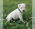 Small #1 Boxer