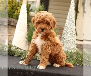 Goldendoodle (Miniature) Puppy for sale in EPHRATA, PA, USA