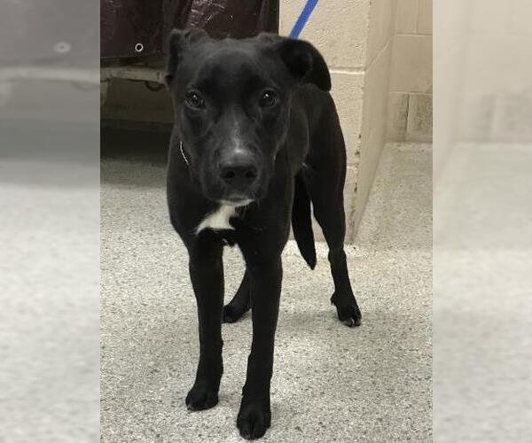 Medium Photo #1 Labrador Retriever-Unknown Mix Puppy For Sale in Conroe, TX, USA