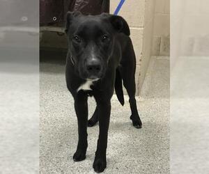 Labrador Retriever-Unknown Mix Dogs for adoption in Conroe, TX, USA