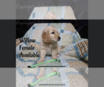 Small Photo #5 Goldendoodle Puppy For Sale in GR, MI, USA