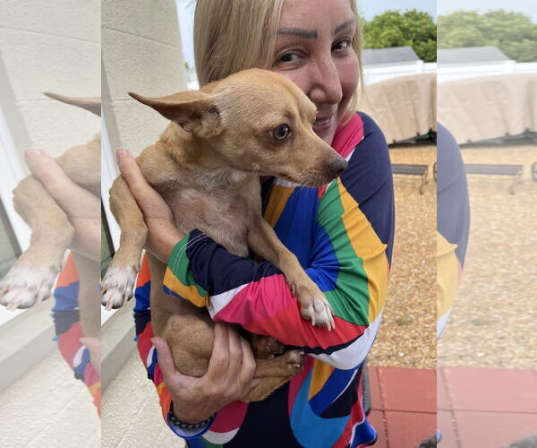 Medium Photo #11 Chihuahua Puppy For Sale in Valrico, FL, USA