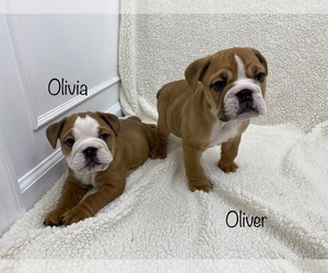 Bulldog Puppy for sale in DEWITT, VA, USA