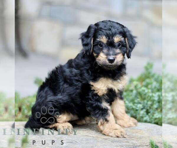 Medium Photo #3 Cavapoo (Miniature) Puppy For Sale in KINZERS, PA, USA