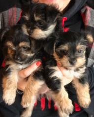 Morkie Puppy for sale in AUBURN, NH, USA