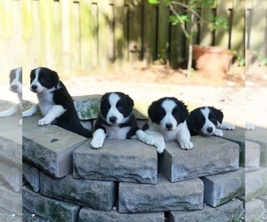Border Collie Puppy for sale in WILM, NC, USA