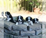 Small Photo #1 Border Collie Puppy For Sale in WILM, NC, USA