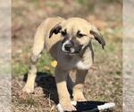 Small #1 Labrador Retriever Mix