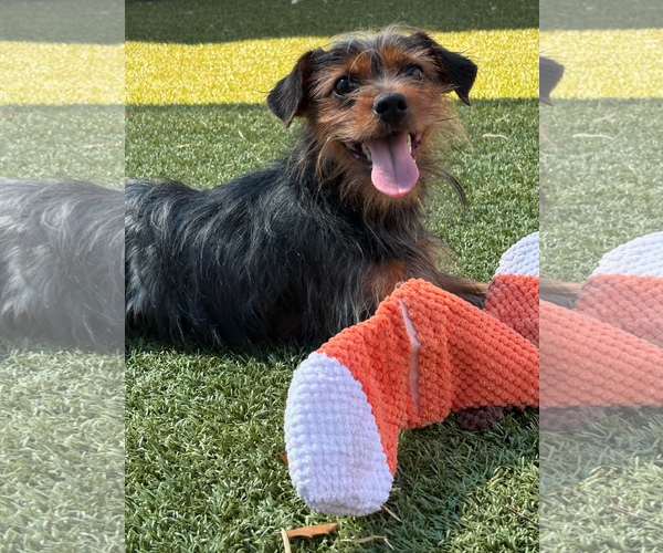 Medium Photo #2 Mutt Puppy For Sale in Woodbury, NY, USA