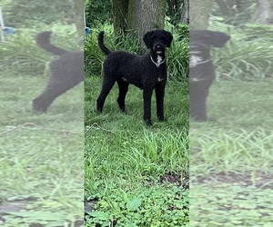 Mother of the Poodle (Standard) puppies born on 06/03/2025