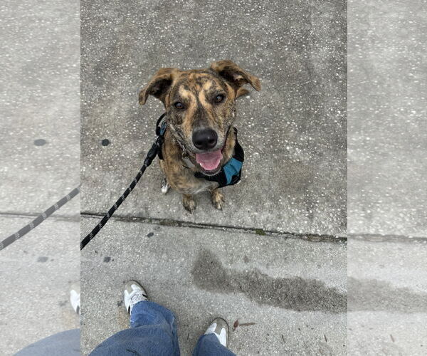 Medium Photo #1 Labrador Retriever-Plott Hound Mix Puppy For Sale in Sanford, FL, USA