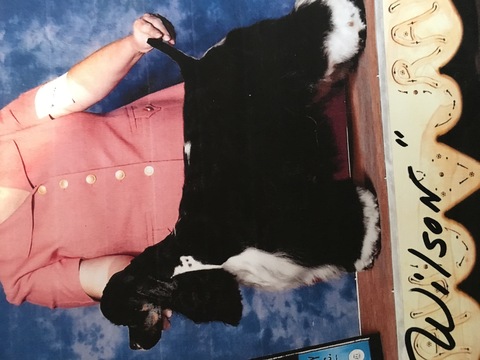 Medium Photo #1 Cocker Spaniel Puppy For Sale in MILFORD, NH, USA
