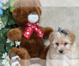 Poodle (Toy) Puppy for sale in Birch Tree, MO, USA