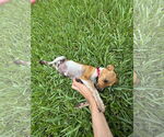 Small #3 Mutt