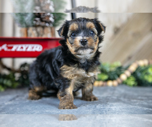 Medium Yorkshire Terrier