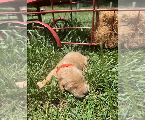 Medium Photo #9 Golden Retriever Puppy For Sale in NEOLA, WV, USA