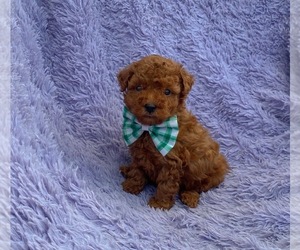 Poodle (Toy) Puppy for sale in CAMPBELLSVILLE, KY, USA