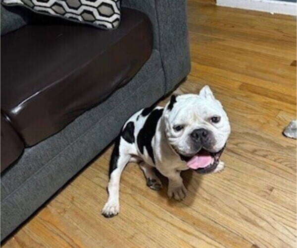 Medium Photo #1 American Bully Puppy For Sale in ENFIELD, CT, USA