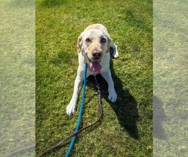 Medium Photo #3 Labrador Retriever-Unknown Mix Puppy For Sale in San Diego, CA, USA