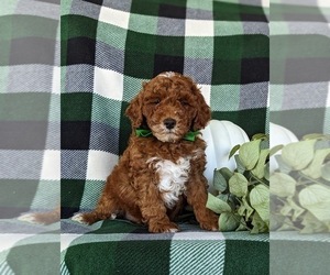 Goldendoodle (Miniature) Puppy for sale in COCHRANVILLE, PA, USA