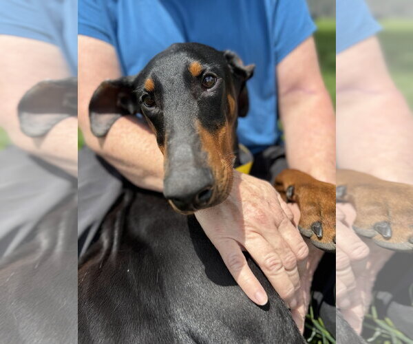 Medium Photo #4 Doberman Pinscher Puppy For Sale in Houston, TX, USA