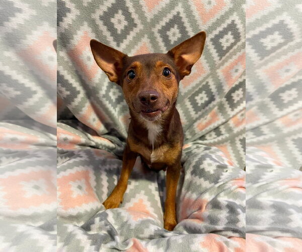Medium Photo #3 Chihuahua-Unknown Mix Puppy For Sale in NEWPORT NH, NH, USA