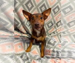 Small #2 Chihuahua Mix