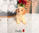 Small #2 Cockapoo