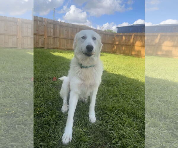 Medium Photo #12 Great Pyrenees Puppy For Sale in Houston, TX, USA