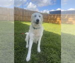 Small #11 Great Pyrenees