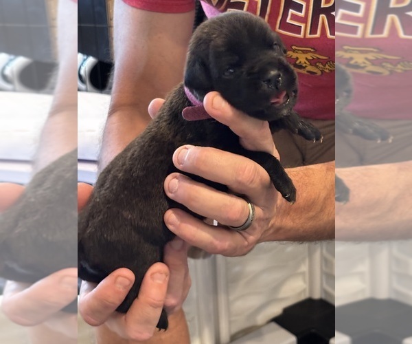 Medium Photo #77 Cane Corso Puppy For Sale in REEVESVILLE, SC, USA