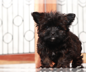 YorkiePoo Puppy for Sale in NAPLES, Florida USA