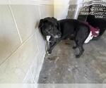 Small American Pit Bull Terrier Mix